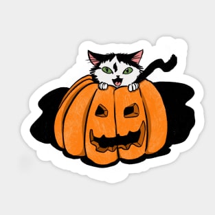 kitty with green eyes in pumpkin Sticker